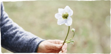Die Christrose als Hauptelement in der Helleborus-Therapie: Hand hält weiße Blüte