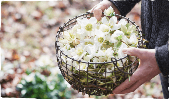 Die Blüten der Christrose gesammelt in einem schwarzen Drahtkorb für die Helleborus-Therapie