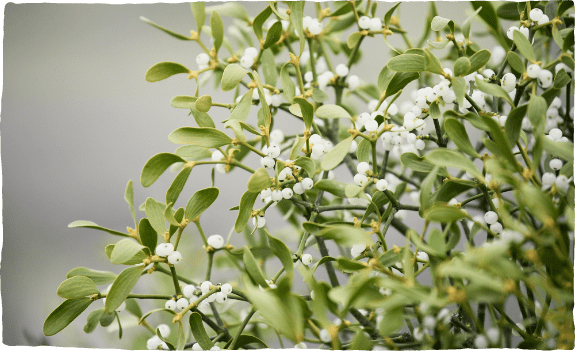 Nahaufnahme einer Mistelpflanze mit weißen Mistelbeeren