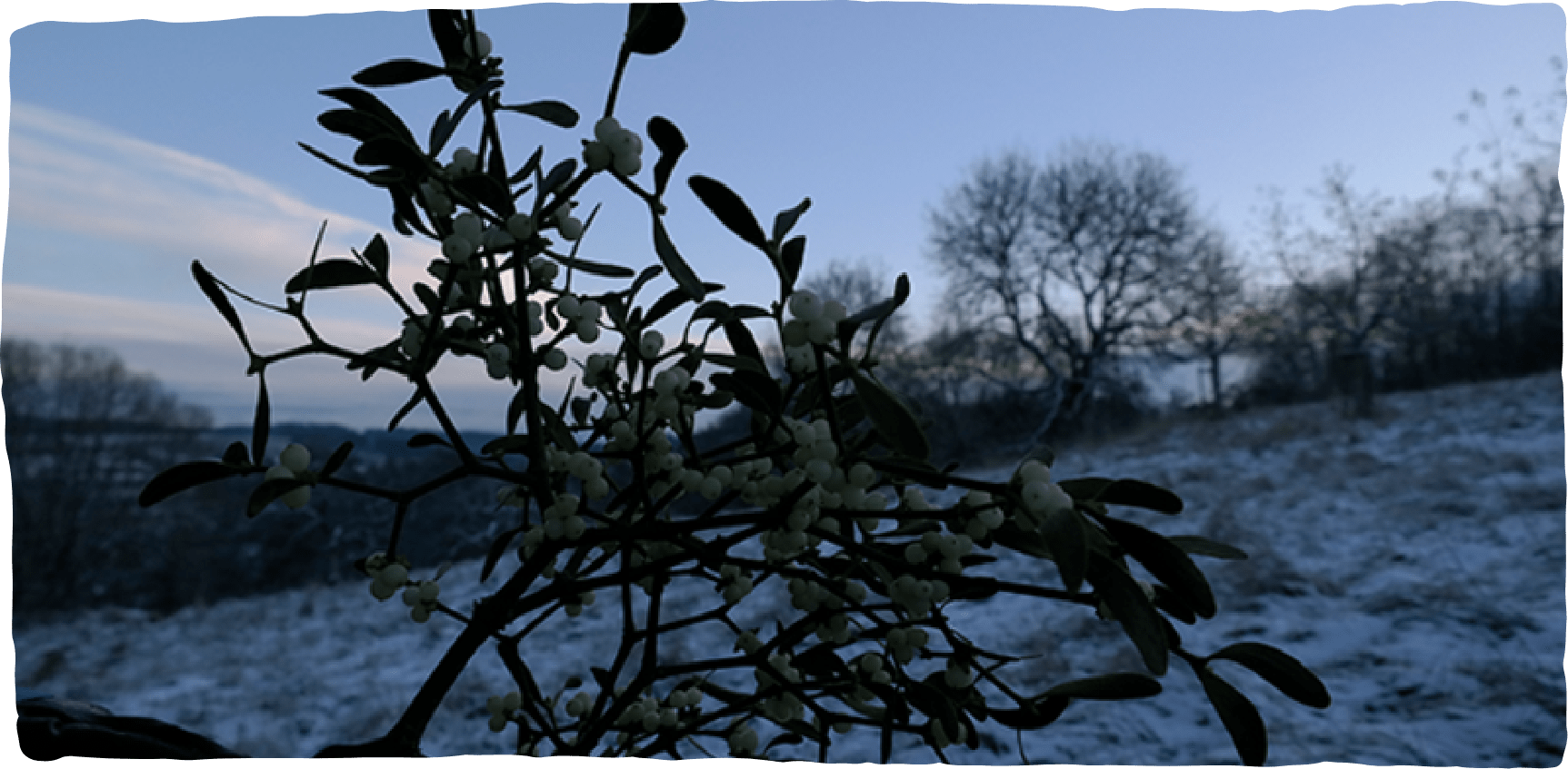Mistelzweig mit weißen Beeren in der Dämmerung im Winter