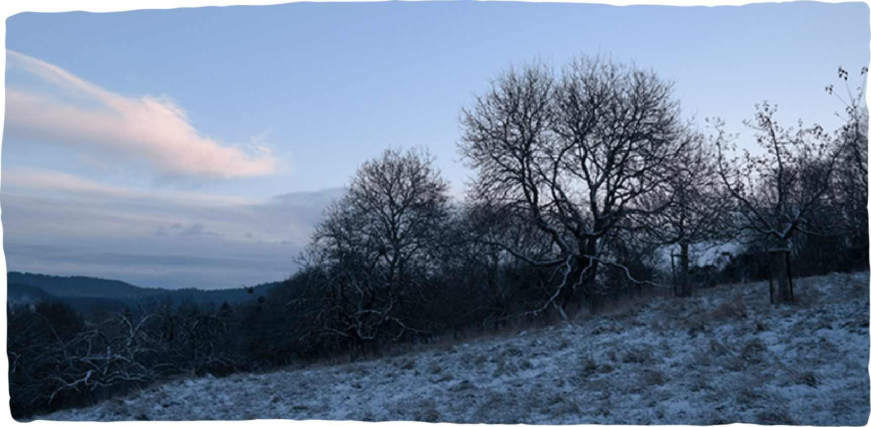Bäume auf einem Hang in der Natur in der Dämmerung im Winter