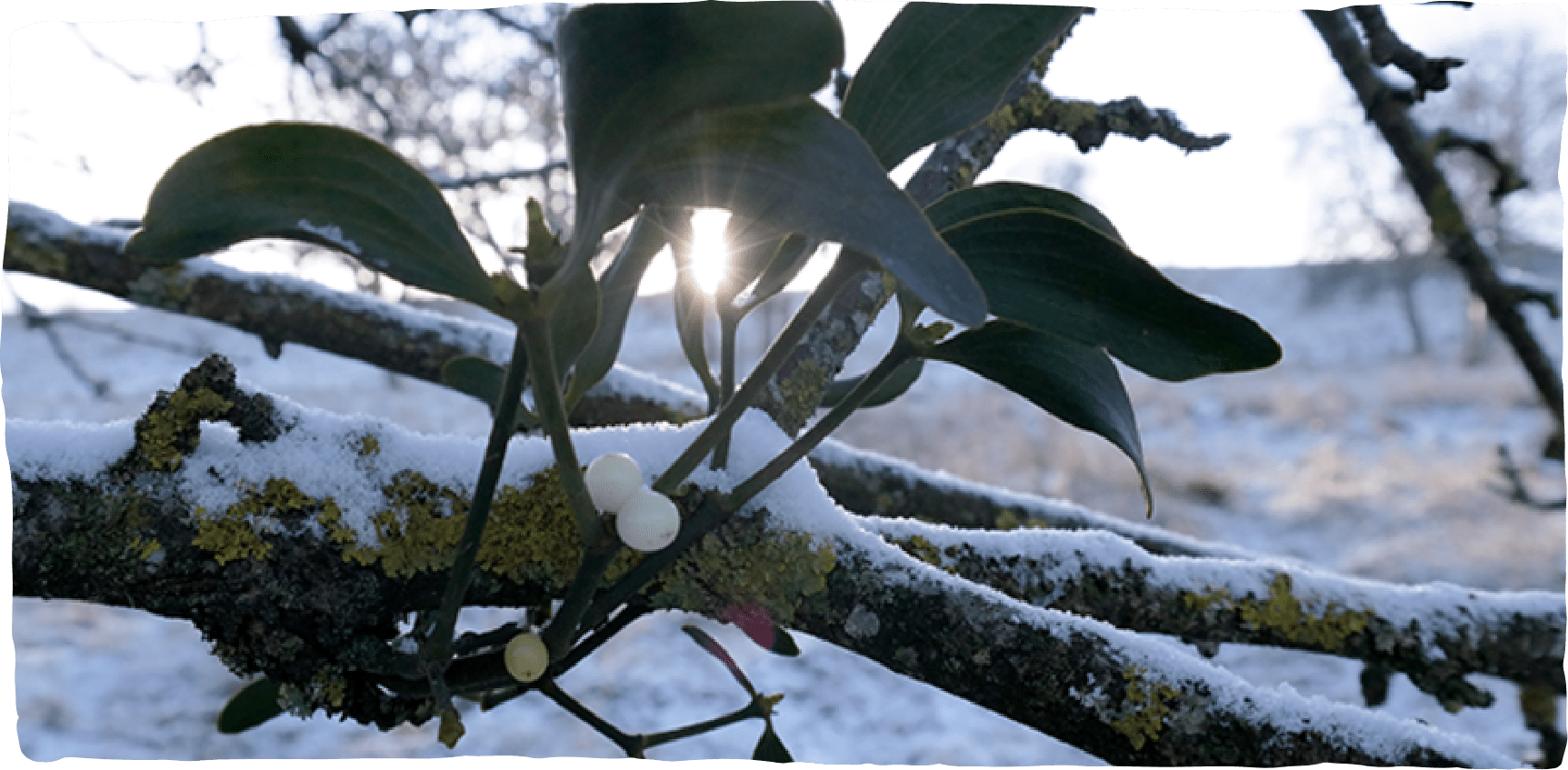 Grüner Mistelzweig mit weißen Beeren an einem mit Schnee bedeckten Ast