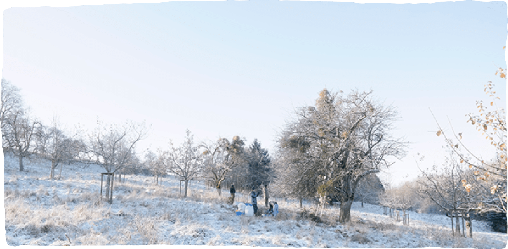 Ernte der Mistelzweige im Winter: Auf einem frostigen Hang sammeln Mitarbeiter der Helixor Heilmittel GmbH die Pflanzen ein.