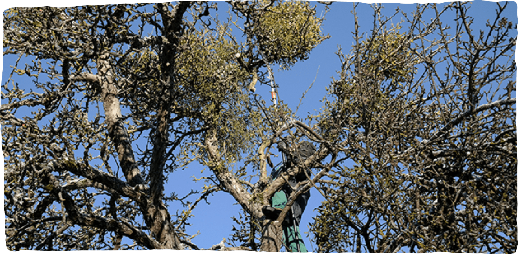 Frau auf einem Baum bei der Ernte der Mistelzweige