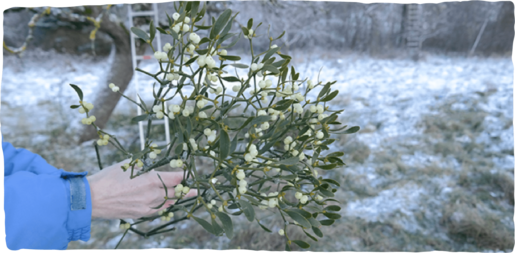 Mistelzweig mit vielen Beeren, der im Winter geerntet wurde