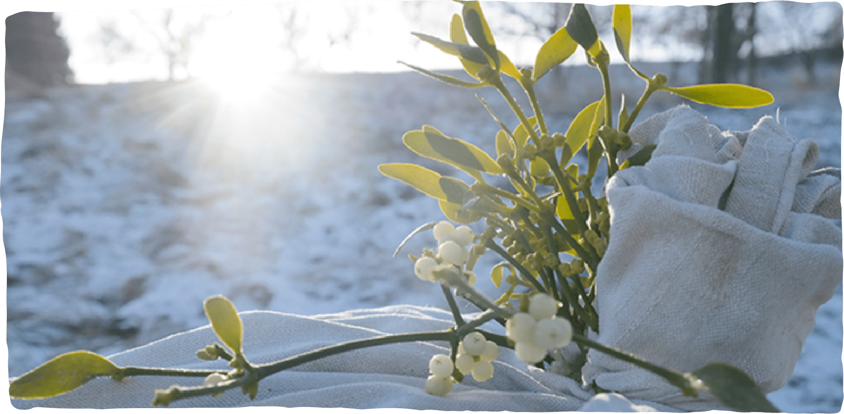 Frische Mistelzweige im Winter bei Sonnenschein