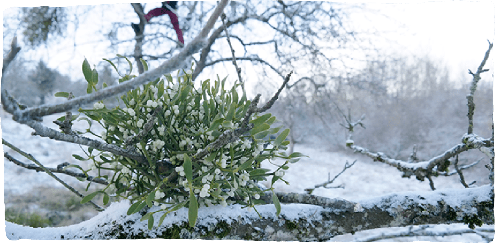 Mistelzweige mit weißen Beeren wachsen auf einem verschneiten Ast im Winter