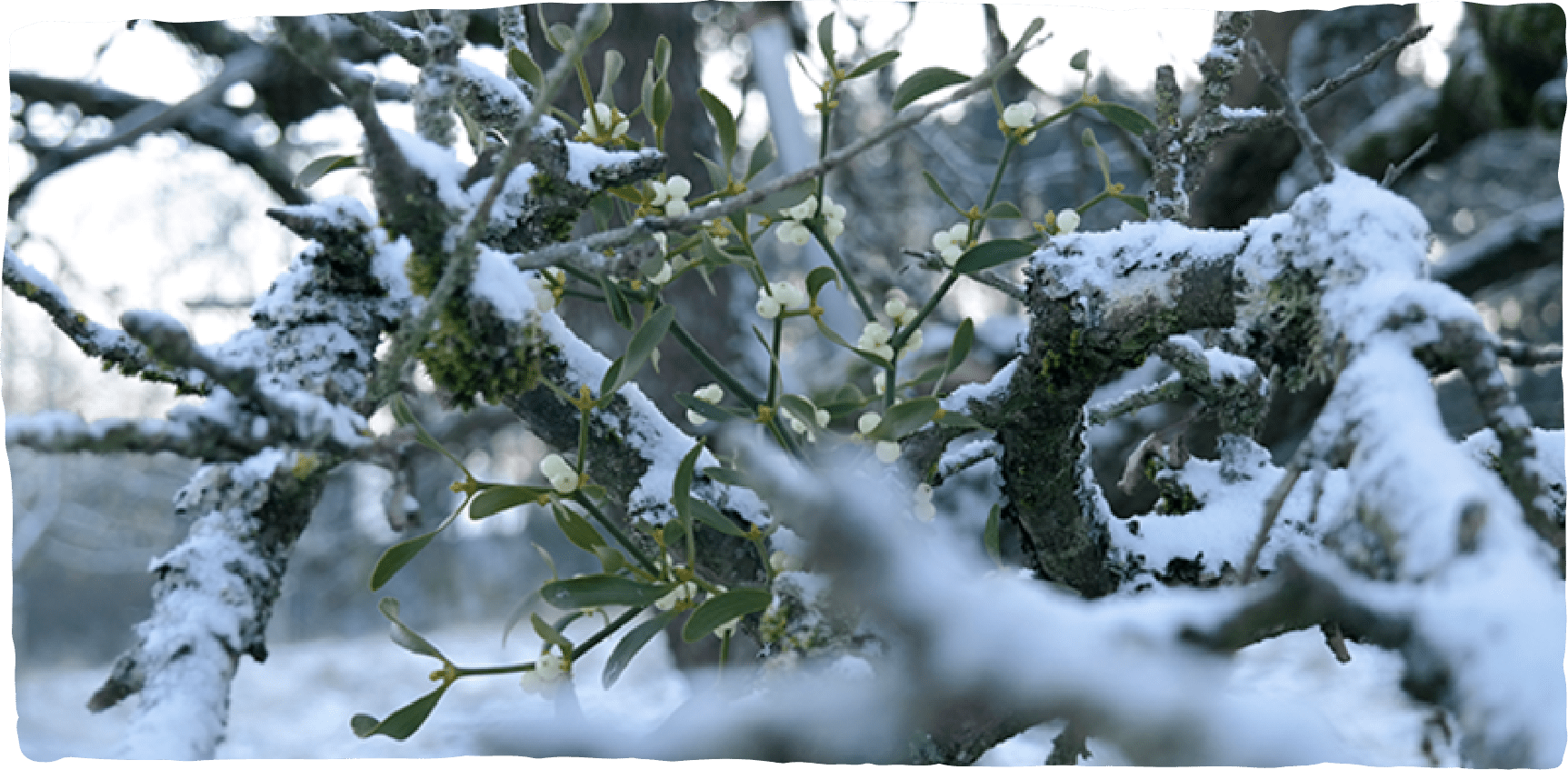 Mistelzweige in einem verzweigten Baum im Winter