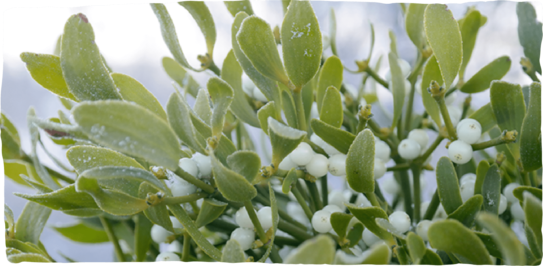 Mit Frost bedeckte Mistelzweige mit frischen weißen Beeren