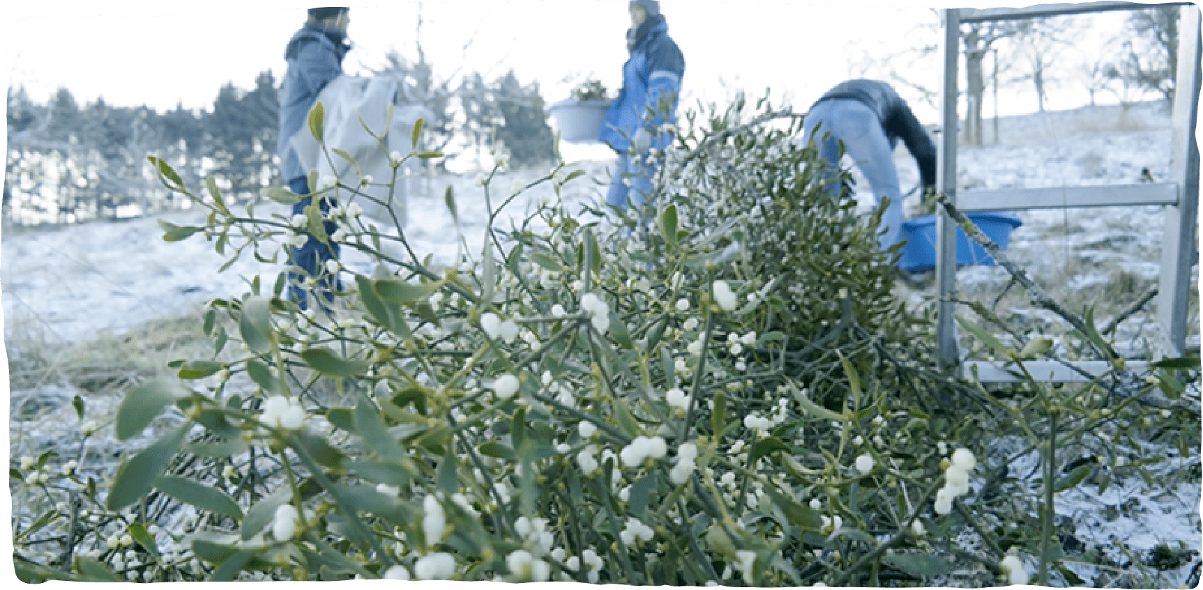Ein großer Haufen Mistelzweige, die von 3 Erntemitarbeitern im Winter gesammelt wurden