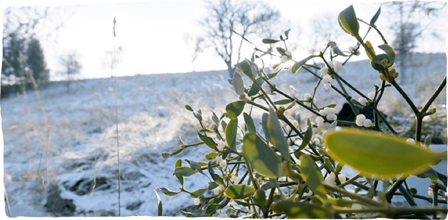 Mistelzweige auf einem verschneiten Hang mit Sonnenschein im Hintergrund