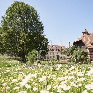 Die Fischermühle der Helixor Heilmittel GmbH mit blühender Wiese und Baum im Sommer