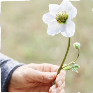 Dr. Johannes Wilkens bei einem Interview zum Thema Helleborus-Therapie